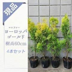 超メル市価格 ヨーロッパゴールド コニファー 樹高60cm 4本セット