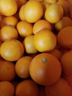愛果28号『紅まどんな』 4.5kg L～LL玉 高級柑橘のサムネイル