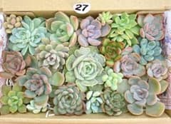 27 多肉植物　多肉弁当　詰め合わせ　寄せ植え　セット　カット苗　韓国苗　セダムのサムネイル