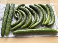 秋田県産　路地きゅうり　箱込み850g以上のサムネイル