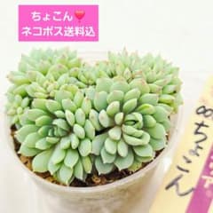 ⑱もりもり❣️ちょこん❣️ 群生!おらいさん苗 ミックスベリア