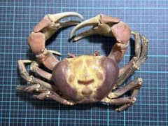 カニ　標本　オカガニのサムネイル