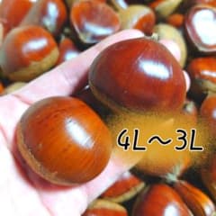 5【熊本県産】生栗 3L〜4L 1kg＋200gのサムネイル