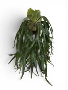 'Mt.lewis × bifrcatum' Hybrid ビカクシダ　大株 Mt.lewis × bifrcatum' Hybrid ビカクシダ 大株 - メルカリ