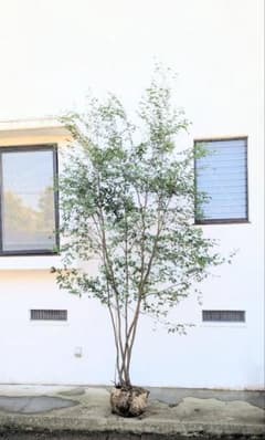 3.3m！至高の山採りハイノキ。 - メルカリ