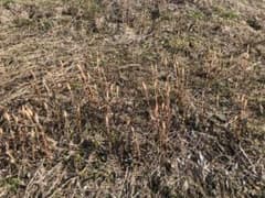 岩手県産つくし200ｇ新芽多数！のサムネイル