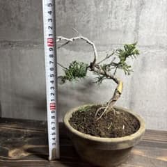 m54533294663_1.jpg?1775223953