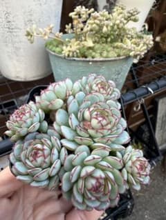 多肉植物 ②オーストラリアキャプテンハイ抜き苗のサムネイル