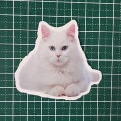 방수 스티커 ☆ 고양이 ☆ [신품] ☆ 씰 ☆ 흰 고양이 ☆ 주름 ☆ N531
