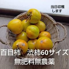 百目柿　渋柿　無肥料無農薬　60サイズのサムネイル