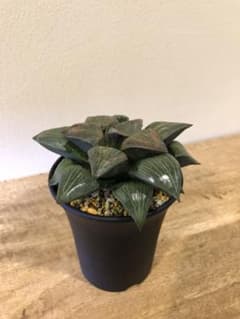 ハオルチア　竹虎のサムネイル