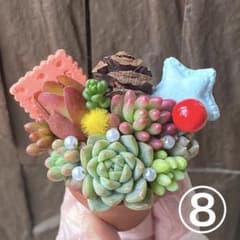 ⑧♥可愛い1寸鉢❤︎多肉植物❤︎ミニ寄せ植え❤︎そのまま飾れる