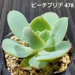 ピーチプリデ 478 エケベリア 多肉植物 抜き苗 - メルカリ