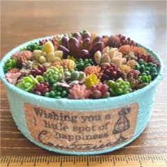 このまま発送 ペールグリーンリメ缶 多肉植物寄せ植えのサムネイル