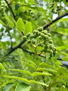 山椒の実　100g 無農薬　即日発送のサムネイル