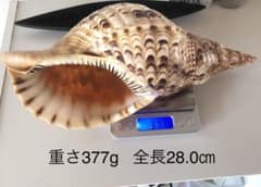 ［にゃーさん様専用］法螺貝　28㎝　③ 【未加工品】のサムネイル