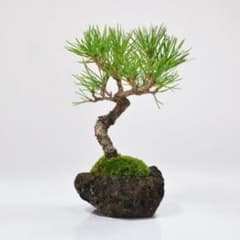 アカマツの種　30個のサムネイル