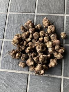 ヤーコン種芋残り少なくなってきましたのサムネイル