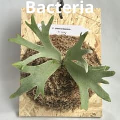P. Willinckii Bacteria (TC)【11】 - メルカリ