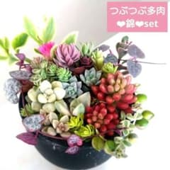 반들이 들어 부딪히는 다육 도시락 컷 모종 15종 모아 심기에 금 다육 다루마 히메 히데레 니시키