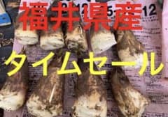 【早い者勝ち】収穫 たけのこ　タケノコ 【採れたて】のサムネイル