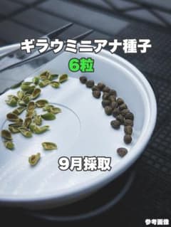 【9月採種】ギラウミニアナ種子6粒のサムネイル