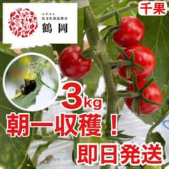 山形県産ミニトマト 千果 3kg 朝採り即日発送 送料0円 自然ハチ授粉のサムネイル