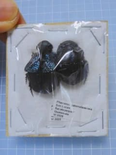 ガテマラ産　ガテマラニジダイコクコガネ　ペア　25-20mm ガテマラ産 ガテマラニジダイコクコガネ ペア 25-20mm - メルカリ