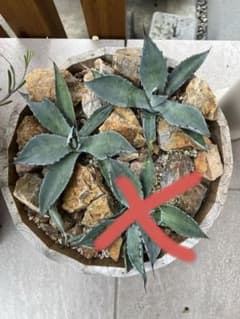 アガベ セット まとめ売り 2株 ジェントリージョーズ - メルカリ