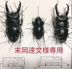 インド ヒラタクワガタ 標本 楽天市場】ヒラタクワガタ（標本・化石｜ホビー）の通販