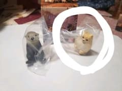 みじゅ様専用♡【ポメラニアン】のサムネイル