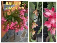 ⭐️人気‼️孔雀サボテン 、クジャクサボテン、みなとまつり カット苗3