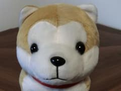 新品　秋田犬　ぬいぐるみ　秋田県限定！のサムネイル
