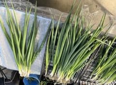 九条ネギ　3kg 訳ありのサムネイル