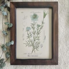 ボタニカルアート　植物画　アンティーク　リトグラフ　インテリア　植物図鑑　29 ボタニカルアート（植物画）Botanical アンティーク ヴィンテージの