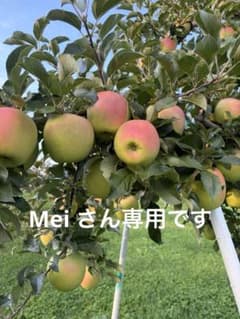 青森県産「ぐんま名月」のサムネイル