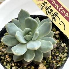 札付き！ ミックスベリア 霜飾り 抜き苗 第4種発送 - メルカリ