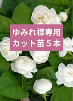 ゆみれ様専用 八重咲きジャスミン カット苗5本 - 2