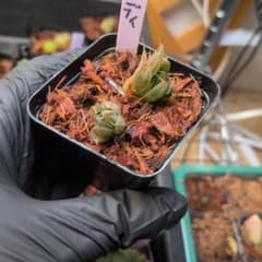 ハオルチア ダビディ 2株 ゴーストのカキコ付き抜き苗 宛先匿名配送のサムネイル