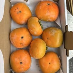 柿　刀根早生　約1キロ　ご家庭用　個数は変動　タイムセールのサムネイル