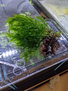 美麗　ボルビティス　ヒュディロティ　大株☆のサムネイル