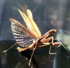 コカマキリ 立体標本 - メルカリ