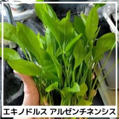 エキノドルス アルゼンチネンシス水上葉2株 - メルカリ