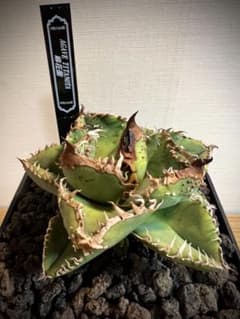 麻花龍子株発根済②アガベチタノタ Berlin産 麻花龍子株発根済①アガベチタノタ Berlin産 - メルカリ