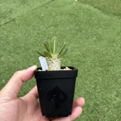 パキポディウム　ホロンベンセ実生14 塊根植物　コーデックスのサムネイル