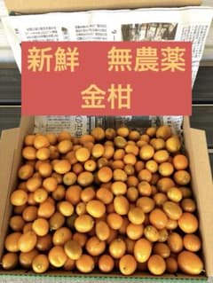 金柑(1.2kg)のサムネイル
