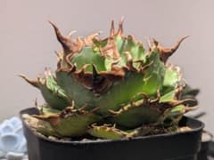 超希少 チタノタ「白妖」親株 1株現品のみ 発根活着済 タグ鉢付き 超希少 チタノタ「白妖」親株 1株現品のみ 発根活着済 タグ鉢付き