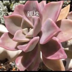 多肉植物^o^ 葉挿し赤ちゃんキュウ3コセット - メルカリ