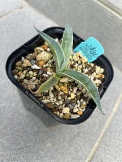 HIDDEN AGAVE アガベ オバティフォリア モビー - メルカリ