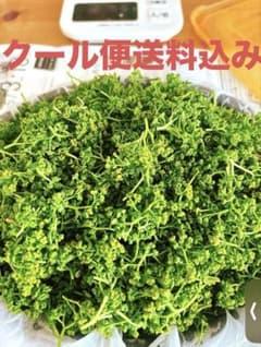 北信州産 花山椒 100g(パック詰め時105g) クール便送料込み - メルカリ